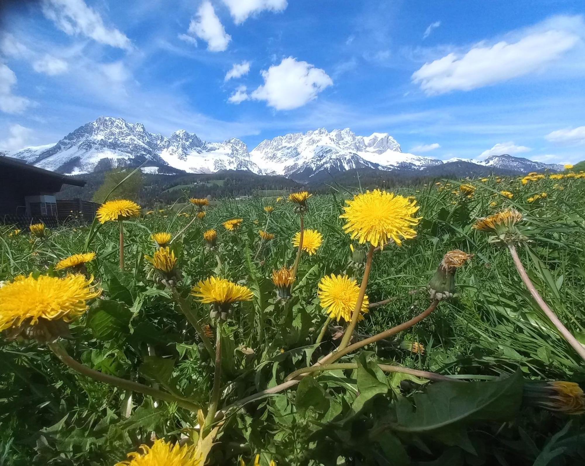 Ferienwohnung Lara Scheffau am Wilden Kaiser Extérieur photo